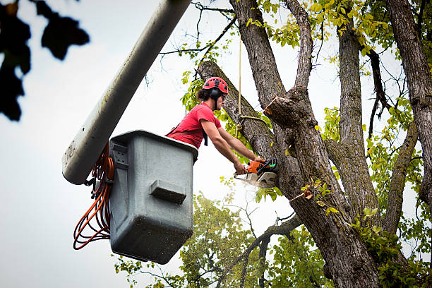 Best Emergency Tree Removal  in Plummer, ID